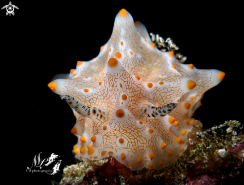 A Halgerda Nudibranch 