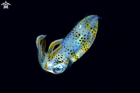 A Bigfin Reef Squid