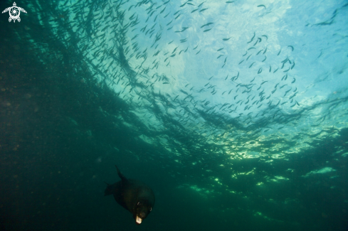 A Australian Fur seal