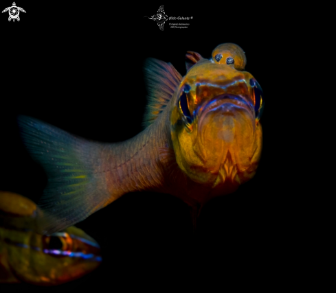 A Cardinalfish and Parasite