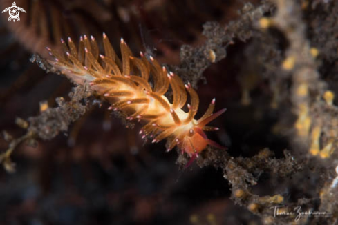 A  Nudibranch 