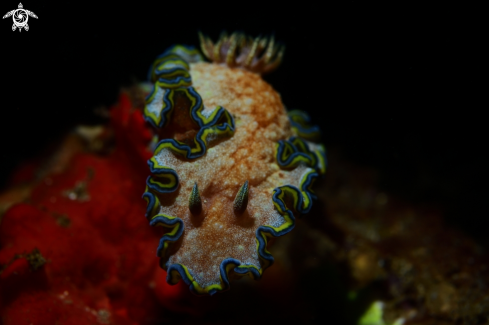 A Nudibranch