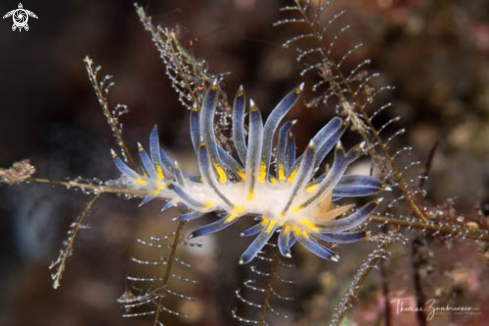 A Nudibranch 