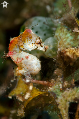 A Pontoh's pygmy seahorse (Hippocampus pontohi)