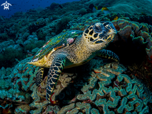 A Eretmochelys imbricata | Hawksbill Turtle