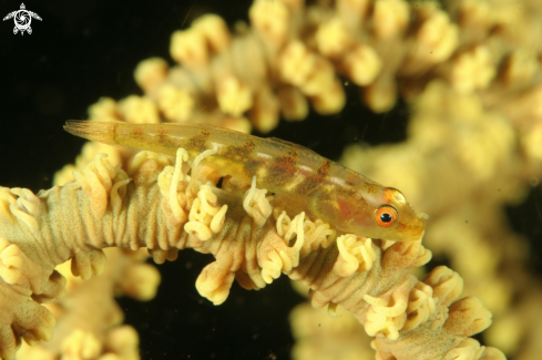 A bryaninops yongei | wire coral goby