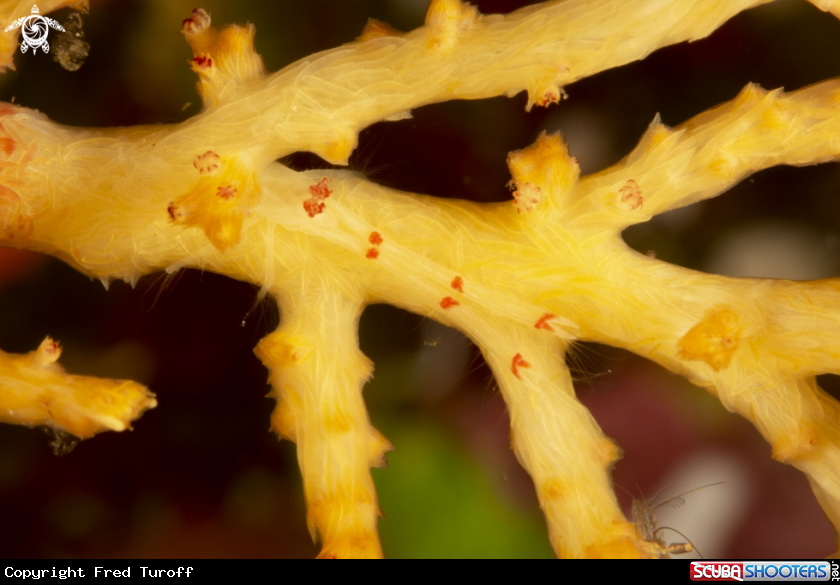A cryptic squat lobster