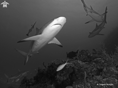 A Reef Sharks