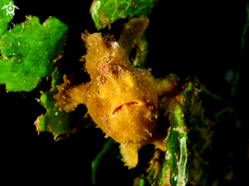 A Frogfish