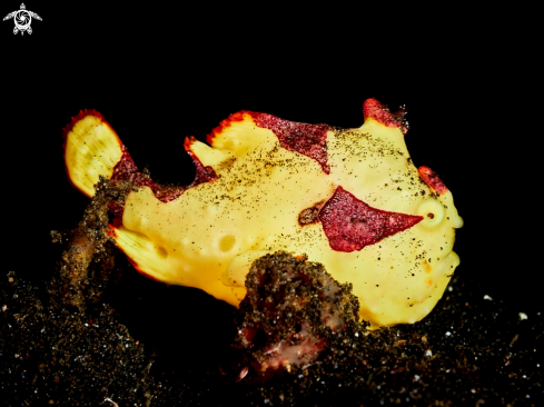 A Frogfish