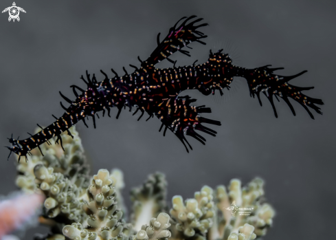 A Ghost Pipefish