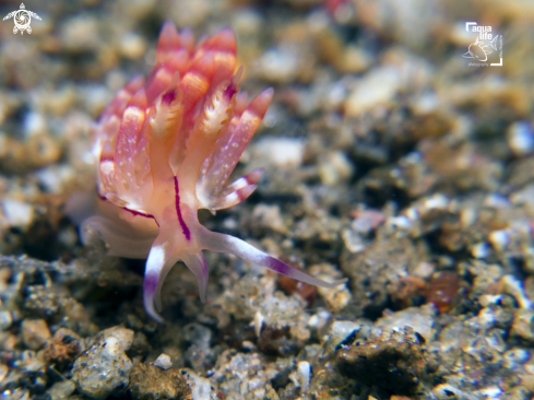 A Coryphellina sp. | Flabellina