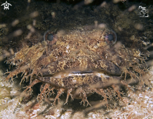 A Bearded Toadfish
