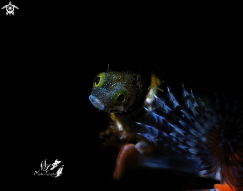 A Spinyhead Blenny 