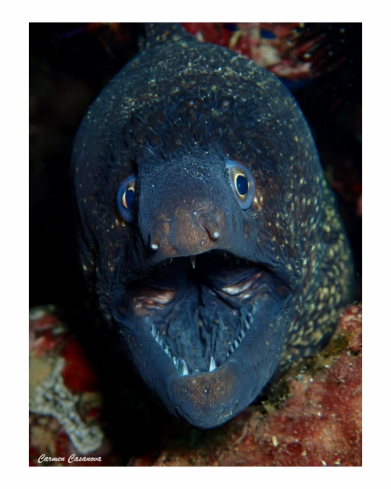 A Moray