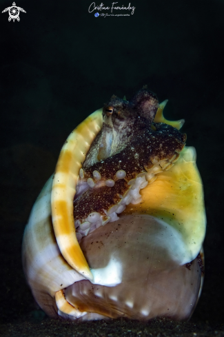 A Amphioctopus marginatus | Coconut octopus