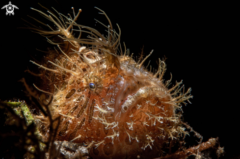 A Hairy frogfish