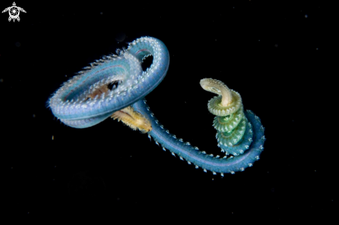 A Annelid polychaete