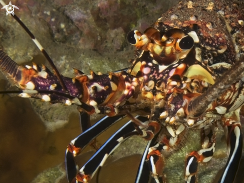 A Lobster of Rapa Nui