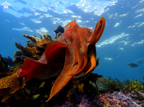 A sepia apama | Australian giant cuttlefish