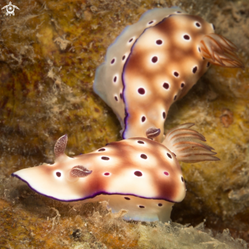 A Hypselodoris tryoni