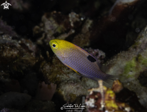 A Chrysiptera talboti | Talbot’s Demoiselle 