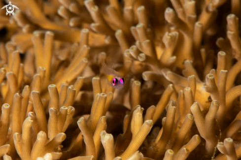 A Pinkeye Goby