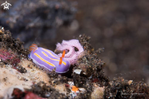 A Nudibranch 