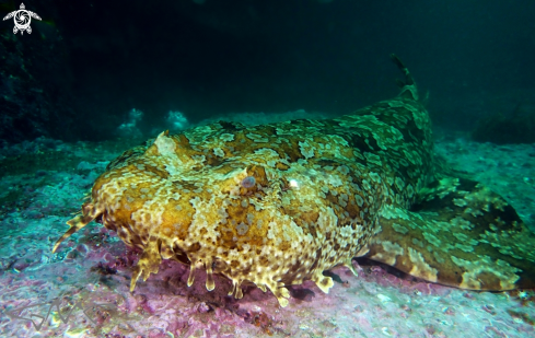 A Ornate wobbegong