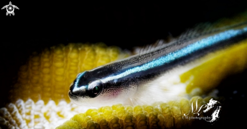 A Neon Goby