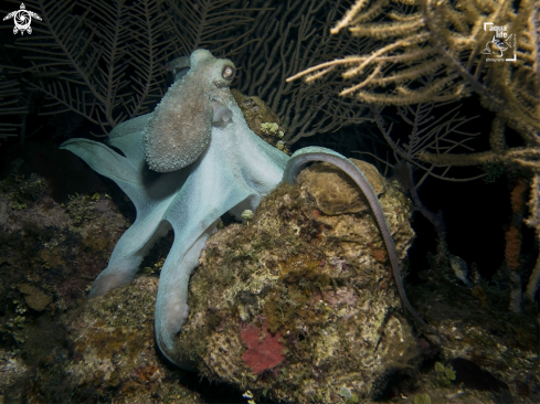 A Octopus briareus | Caribbean Reef Octopus