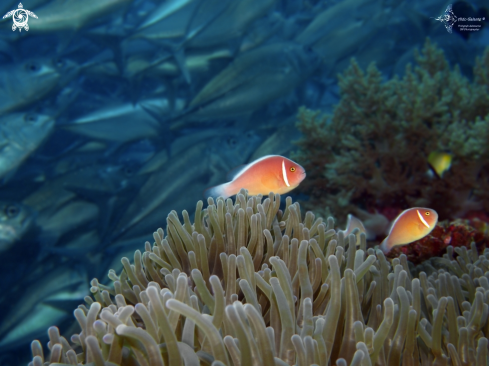 A Amphiprion perideraion (Bleeker, 1855) | Clownfish