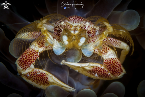 A Porcelain crab