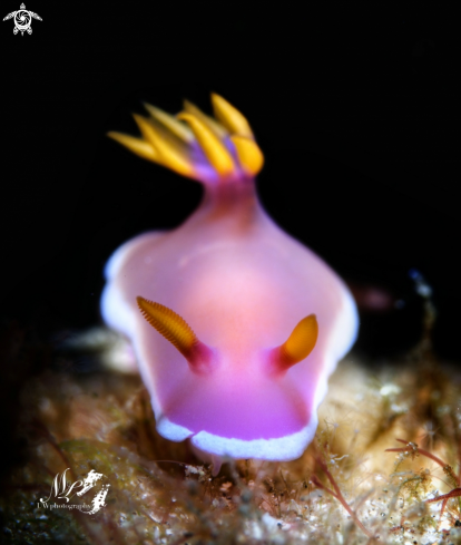 A Hypselodoris apolegma  |  Hypselodoris Apolegma 