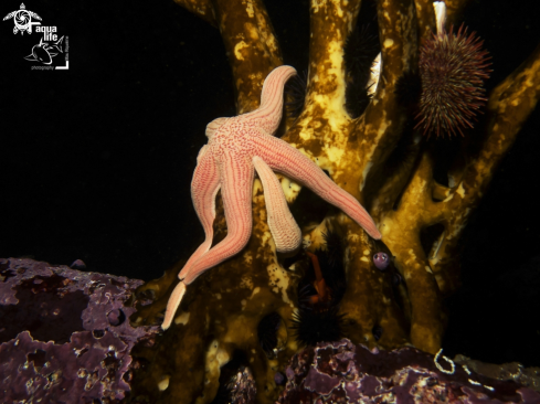 A Sea Star and sea urchins