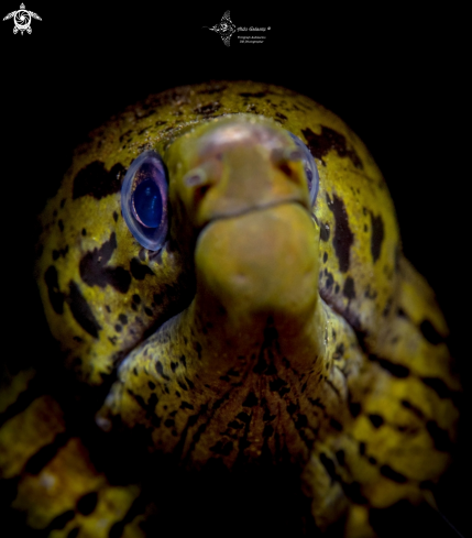 A Fimbriated Moray Eel