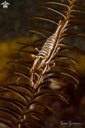 A Crinoids Shrimp