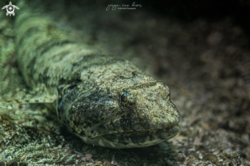 A Synodus saurus | Bluestriped Lizardfish