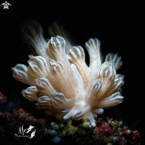 A Phyllodesmium rudmani | Phyllodesmium rudmani