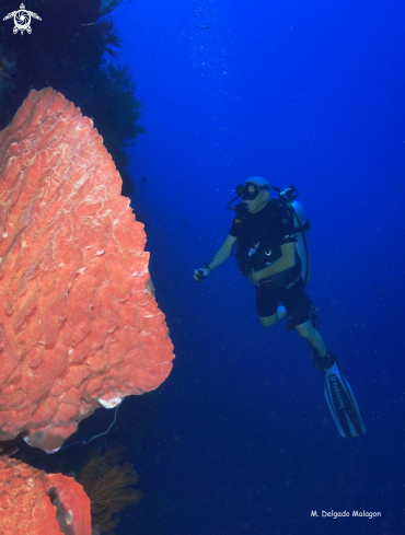 A Wall diving