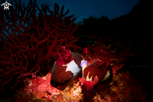 A NUDIBRANCH