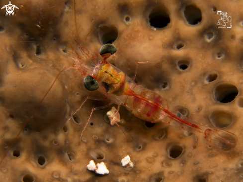A Cinetorhynchus manningi | Juvenile Red Night Shrimp