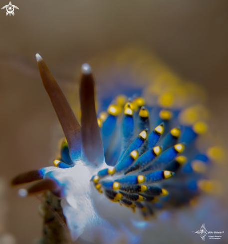 A Sea Slug 