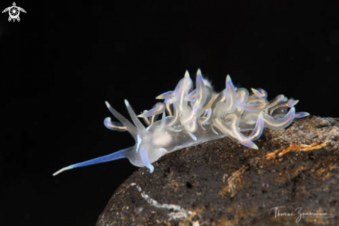 A Nudibranch 