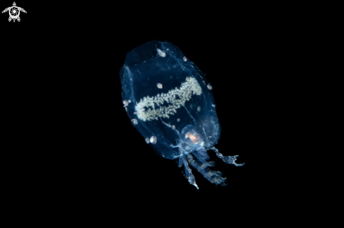 A Phronima in a salp with eggs