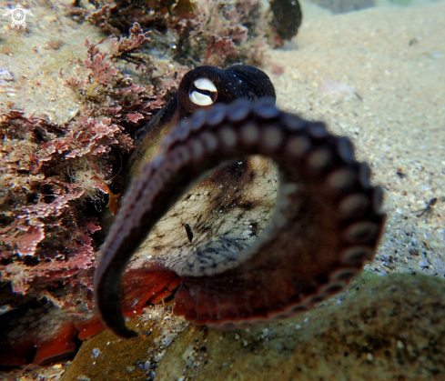 A Octopus tetricus | Sydney gloomy octopus