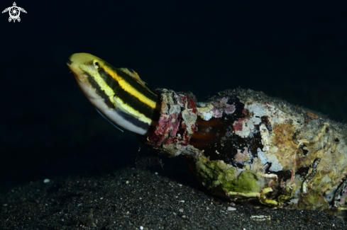 A Shorthead Fangblenny