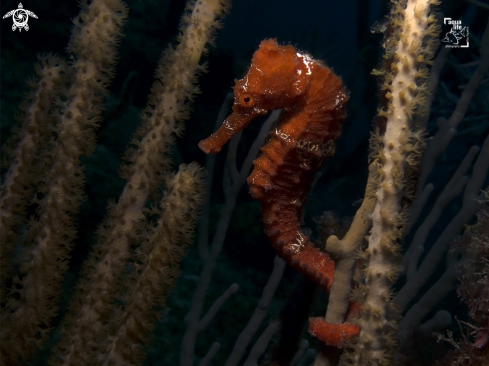 A Hippocampus reidi | Longsnout Seahorse