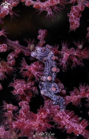 A Hippocampus bargibanti | Pygmy seahorse