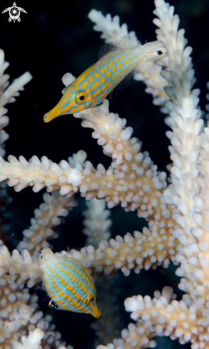 A longnose filefish